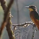 Kingfisher or Alcedo Atthis Perches on Branch - VideoHive Item for Sale
