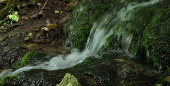 Forest Stream