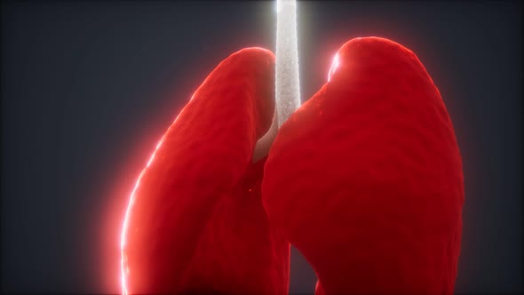 3d Animation of Human Lungs