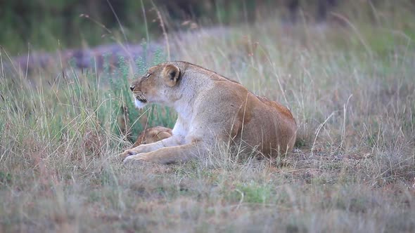 a female lion, Panthera leo lays resting with her young cub on the open plains of the Mara triangle