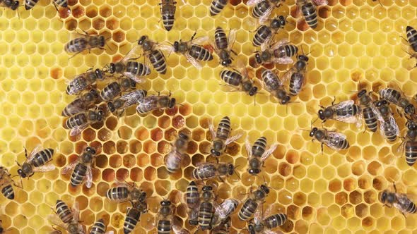 Worker Bees on Comb with Brood