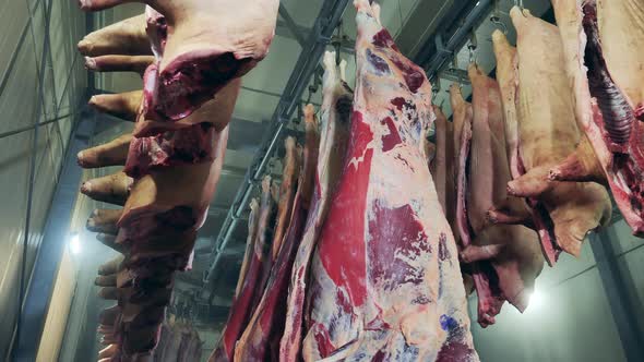 Meat Carcasses Preserved in the Warehouse of a Meat Plant