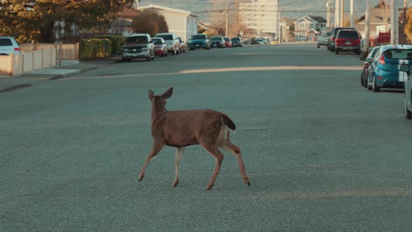 Columbian Black-Tailed Deer Crossing a City Street