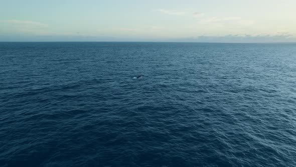 Flight over the sea. The endless horizon below us, only the blue depths.