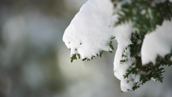 Juniper Branches and Cones Under Snow and Ice on Overcast Snowy Day