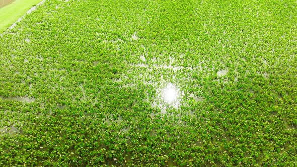 Harvest seasonGreen Agricultural Fields on Hawaii Island Drone Wet Green Field