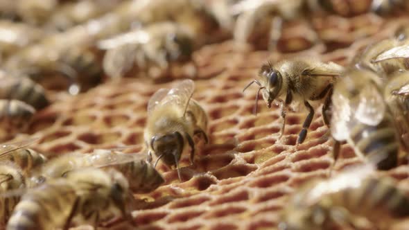 VERTICAL - Worker beese quickly around honeycombs of beehive, close up