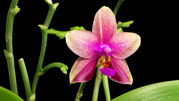 Blooming Pink - Yellow Orchid Phalaenopsis Flowers