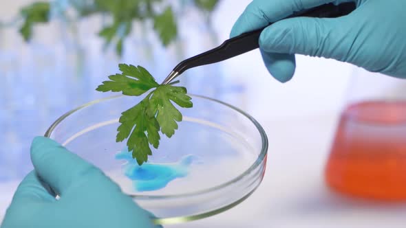 A Scientist Studies Plants in a Laboratory