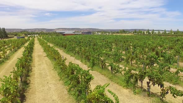 Grape Farm