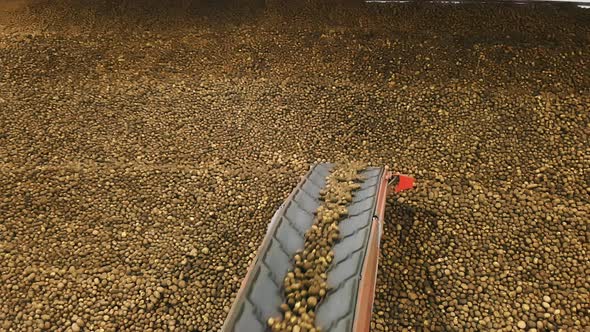 Potato Harvest in Warehouse