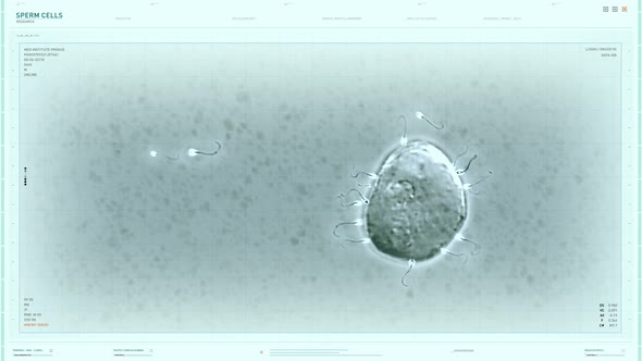 Many Sperm cells are being examined under the microscope for scientific study alt