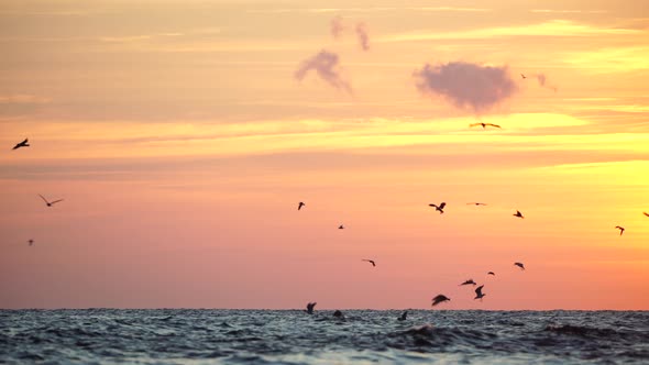 A Flock of Seagulls Fly and Fish in the Sea