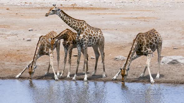 Alone Giraffes Drink Water From a Small Pond in Etosha Namibia