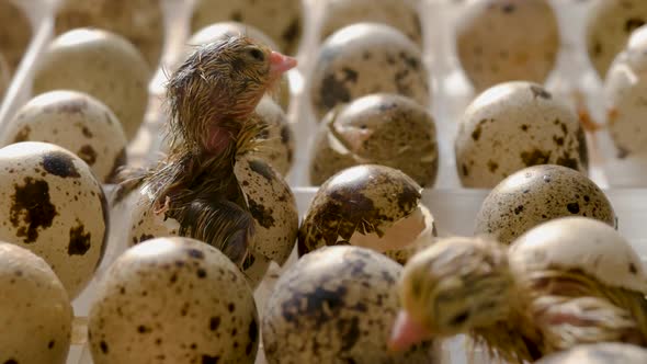 Chick Quail Hatch From Eggs. First Seconds of Life