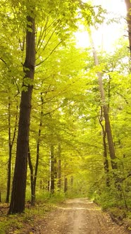 Vertical Video Forest with Trees in the Fall