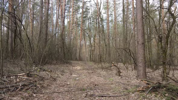 Road in the Forest During the Day Slow Motion