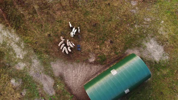 AERIAL: Flying High Up Above the Sheep Herd Near the Green Farmhouse