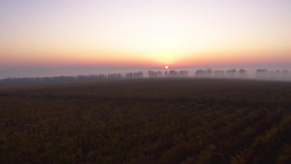 Bordeaux Vineyard in Autumn Under the Frost and Fog, Time Lapse