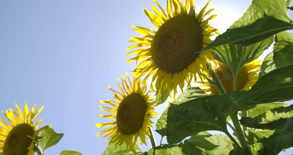 Shiny Sun And Sunflowers