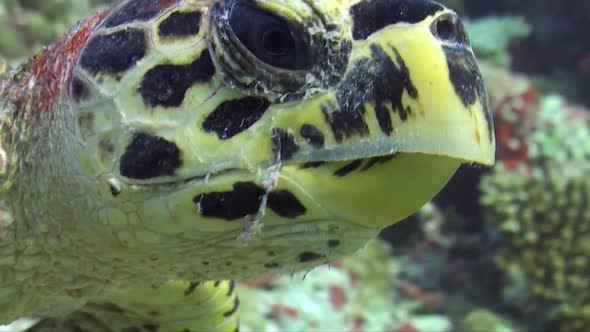 Hawksbill sea turtle (Eretmochelys imbricata)close up of head