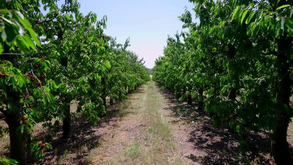 Cherry Tree Plantation