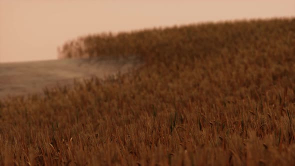 Gold Wheat Field at Sunset Landscape