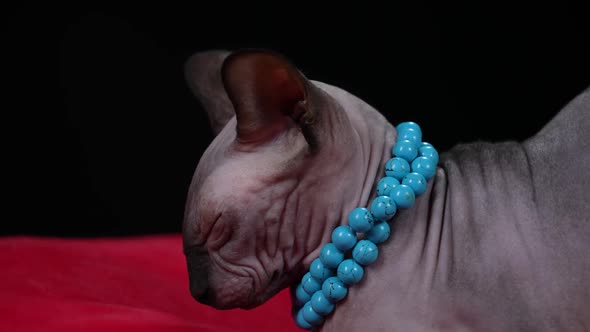 Stylish Cat of the Canadian Sphynx Breed in the Studio on a Black Background