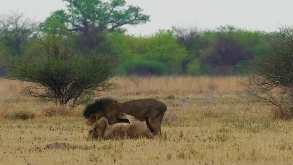 African Lions Fighting On The Grass Field In Botswana, South Africa. - wide shot