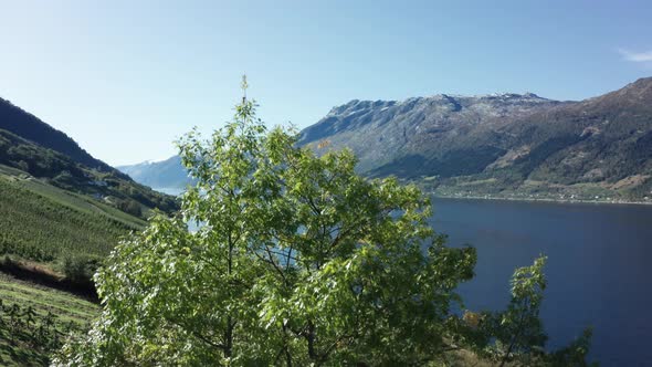 Aerial ascending behind huge tree - revealing mesmerizing apple plantation farm fjord landscape