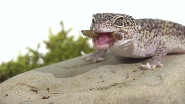 Leopard Gecko Standard Form, Eublepharis Macularius Eating Prey Larva on Green Moss in White