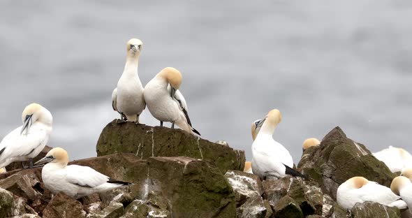 Colony of Northern Gannets Sunbathing Faroe Island