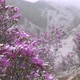 Purple Flowers In The Mountains - VideoHive Item for Sale