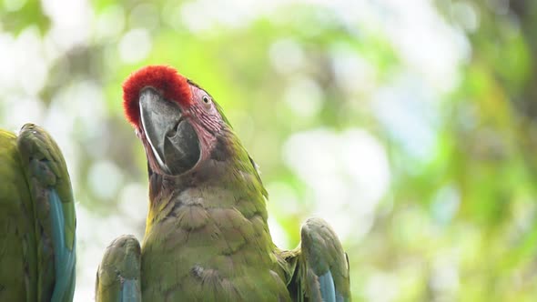 4k rare Yellow-cheeked parakeet staring and winking gently, closeup view. Wild parrot, birdwatching