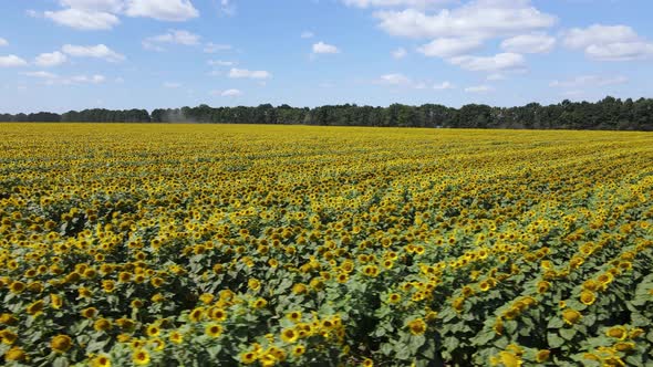 Field with Sunflowers in Summer Aerial View