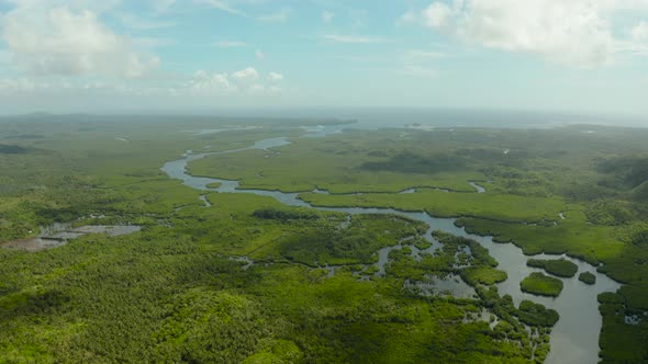 Aerial View of Mangrove Forest and River