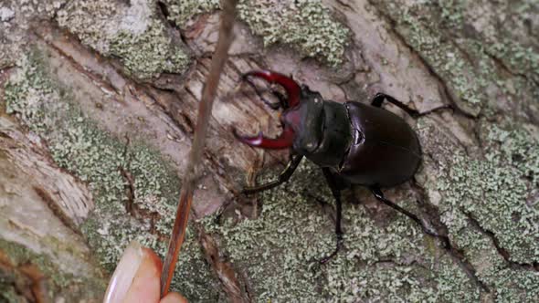 Insect Stag Beetle on the Old Tree