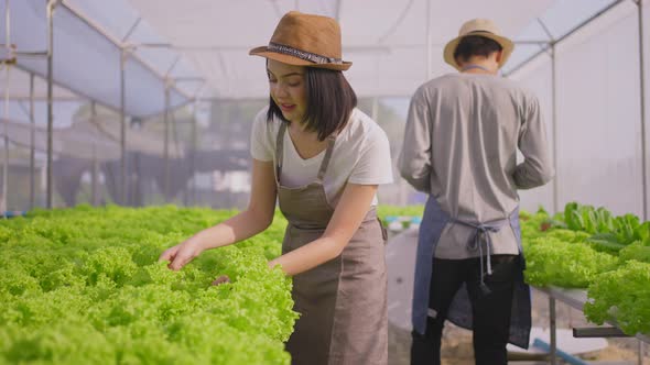 Asian couple people farmer owner working in vegetables hydroponic green house farm with happiness.