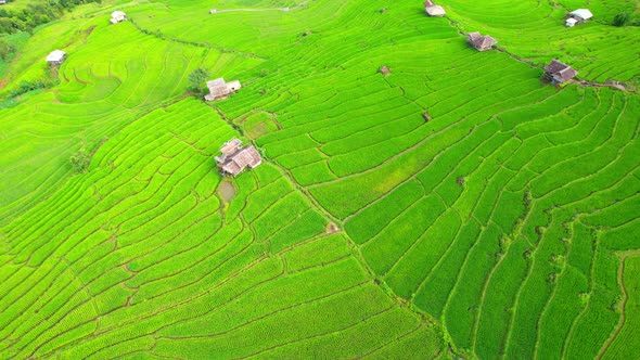 Aerial view of agriculture in rice fields for cultivation