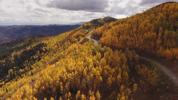 Aerial view above yellow aspen trees