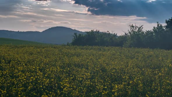 Rapeseed Plantations Against The Backdrop Of The Mountain Hyperlapse 1