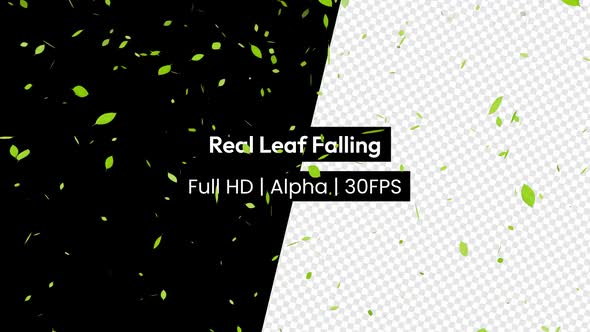 Real Leaf Falling With Alpha