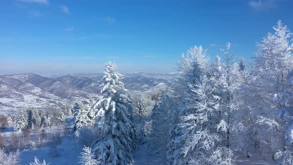 Winter Landscape With The Snow Covered Fir Trees