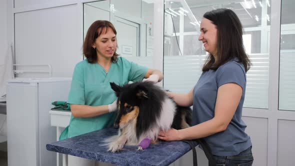 Professional Vet Vaccinating Dog at Clinic