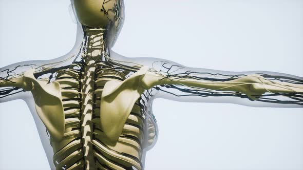 Science Anatomy of Human Blood Vessels alt