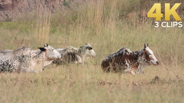 Famous Pakistan Indian Cows