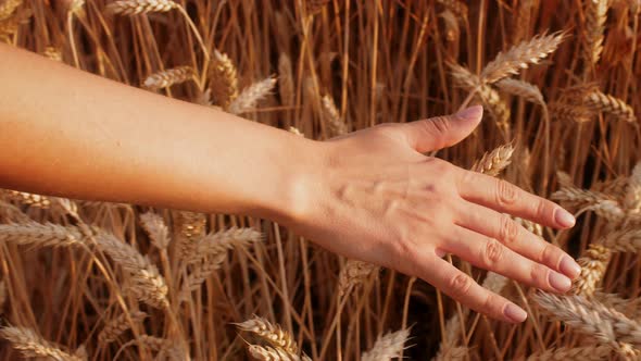 Closeup Shot Of Woman Walking In Field And Touching Ripe Wheat Spikelets