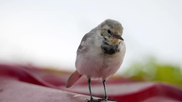 White Wagtail -Motacilla Alba- on a Roof