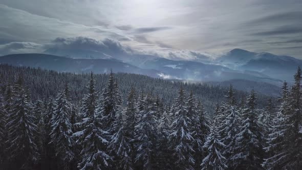 Flying Over the Forest and Mountains in Winter