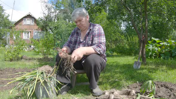 Harvesting And Pruning Garlic On The Farm